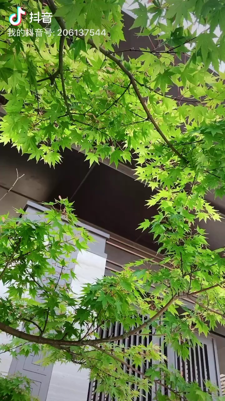 阳光正好.....